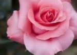 Come Fotografare I Fiori