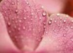 Come Utilizzare La Funzione Macro Della Macchinetta Fotografica