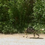 cheetah cub robot gatto corre come felino foto video
