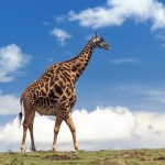 giraffe